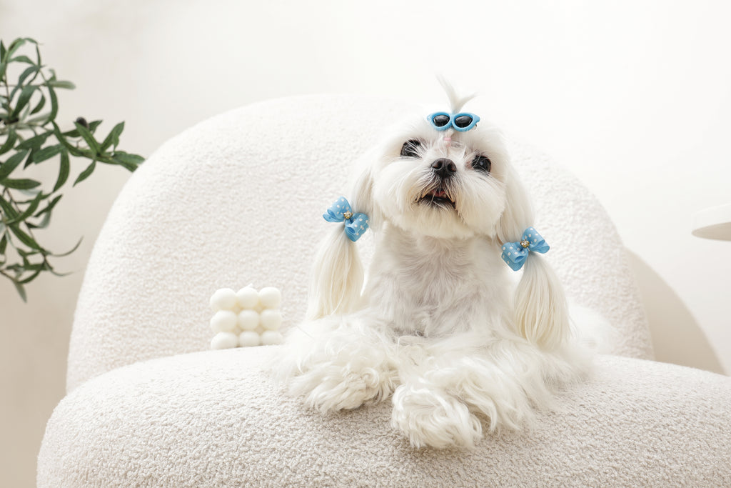GLAM Hair Accessories for pets clip & rubber band - Blue
