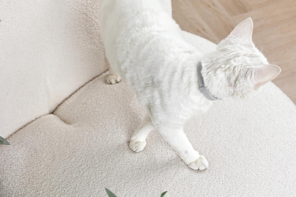 KEEP CALM - Calming pheromone collar for cats 1pc