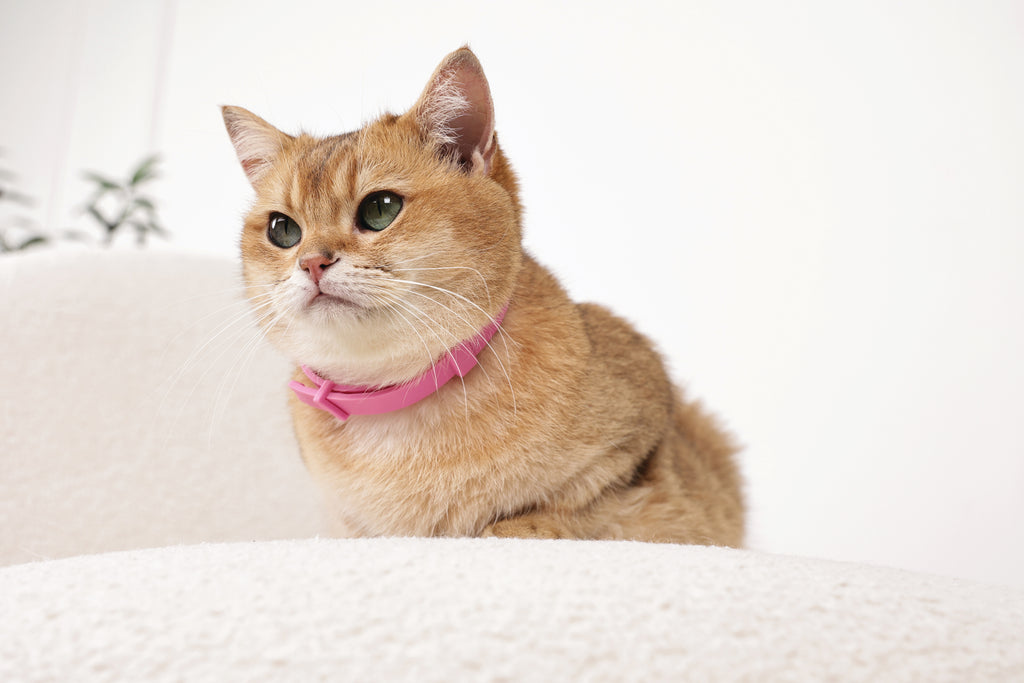 KEEP CALM - Calming pheromone collar set for cats 4 pcs