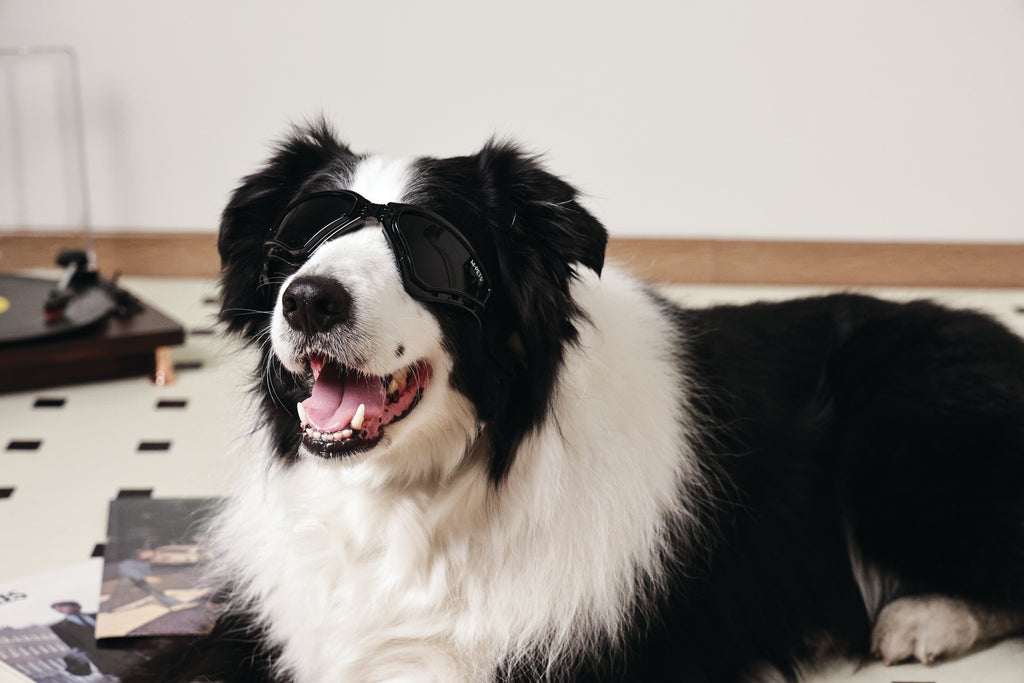 SUNNY Goggles for dogs TRAILBLAZER