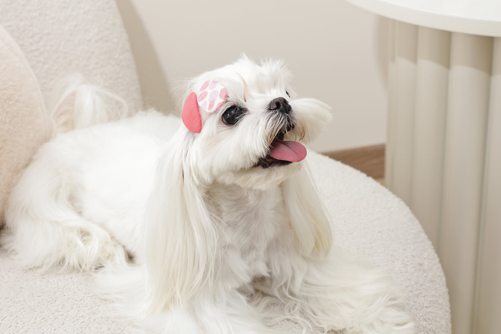 GLAM Hair Accessories for pets clip - Red