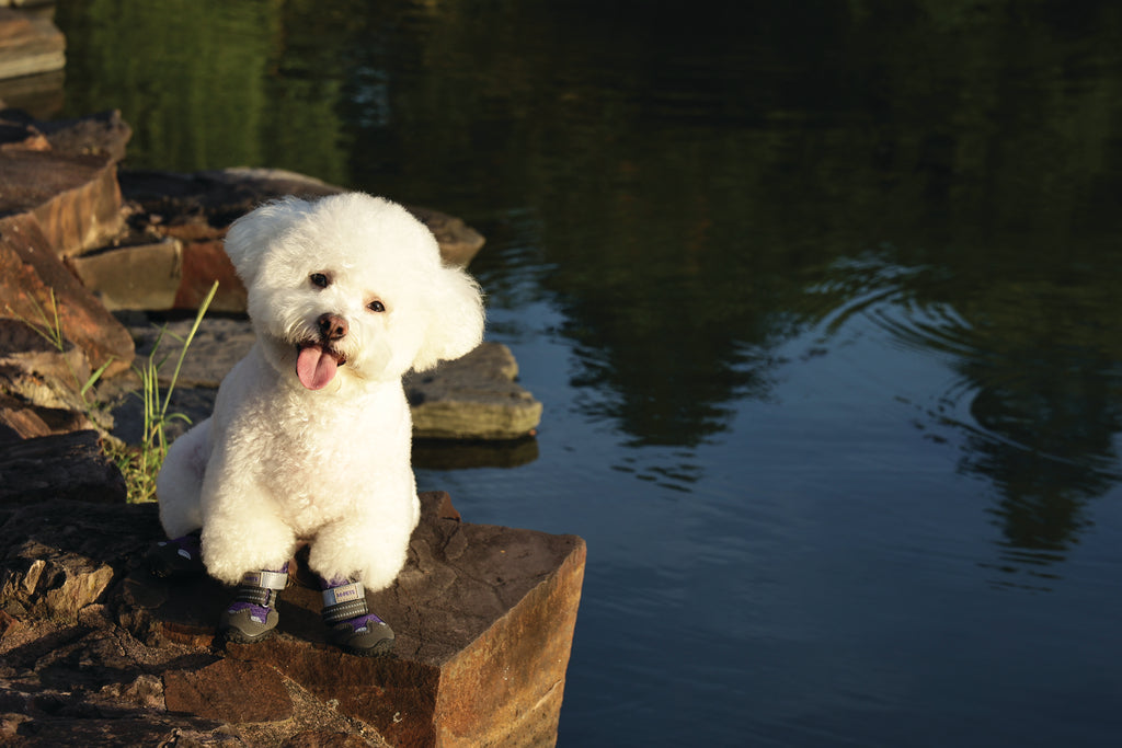 FLEXI SHOES Dog - Purple edition