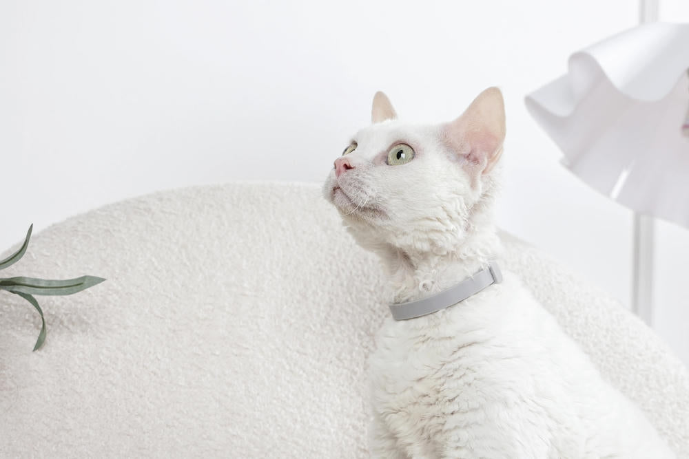 KEEP CALM - Calming pheromone collar for cats 1pc