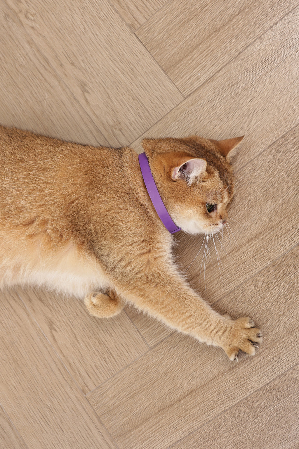 KEEP CALM - Calming pheromone collar set for cats 4 pcs