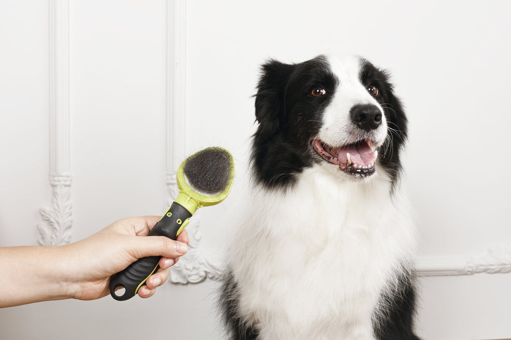 CLICK and GROOM Slicker Brush