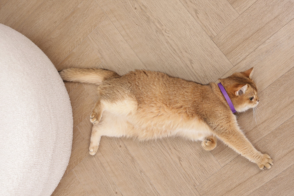 KEEP CALM - Calming pheromone collar set for cats 4 pcs