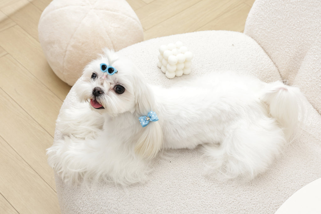 GLAM Hair Accessories for pets clip & rubber band - Blue