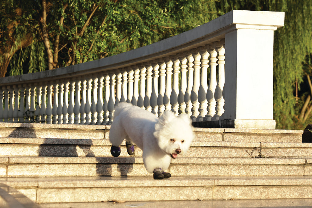 FLEXI SHOES Dog - Purple edition