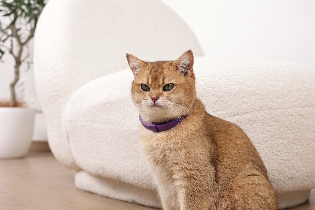 KEEP CALM - Calming pheromone collar set for cats 4 pcs