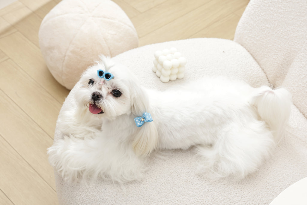 GLAM Hair Accessories for pets clip & rubber band - Blue