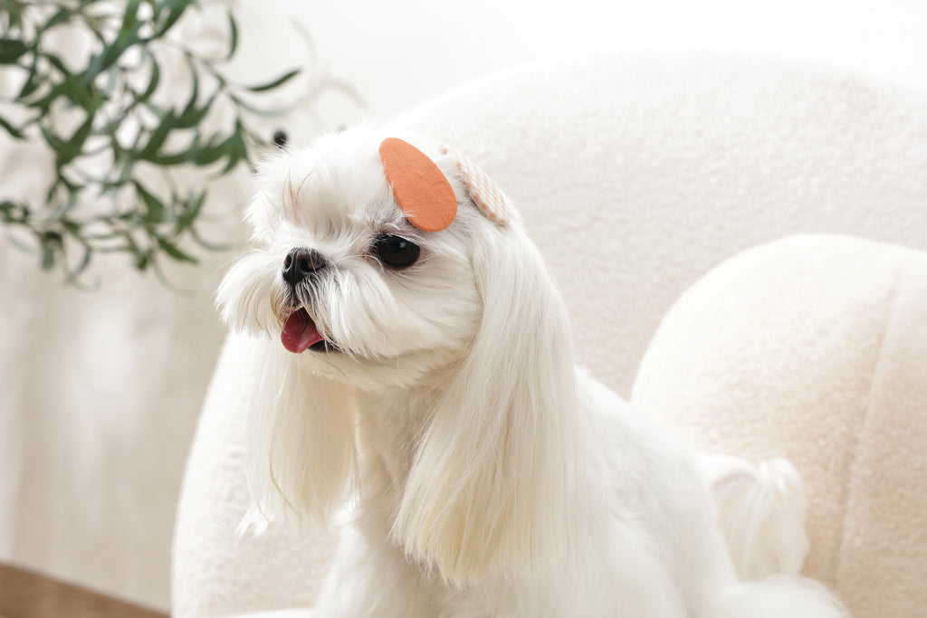 GLAM Hair Accessories for pets clip - Orange