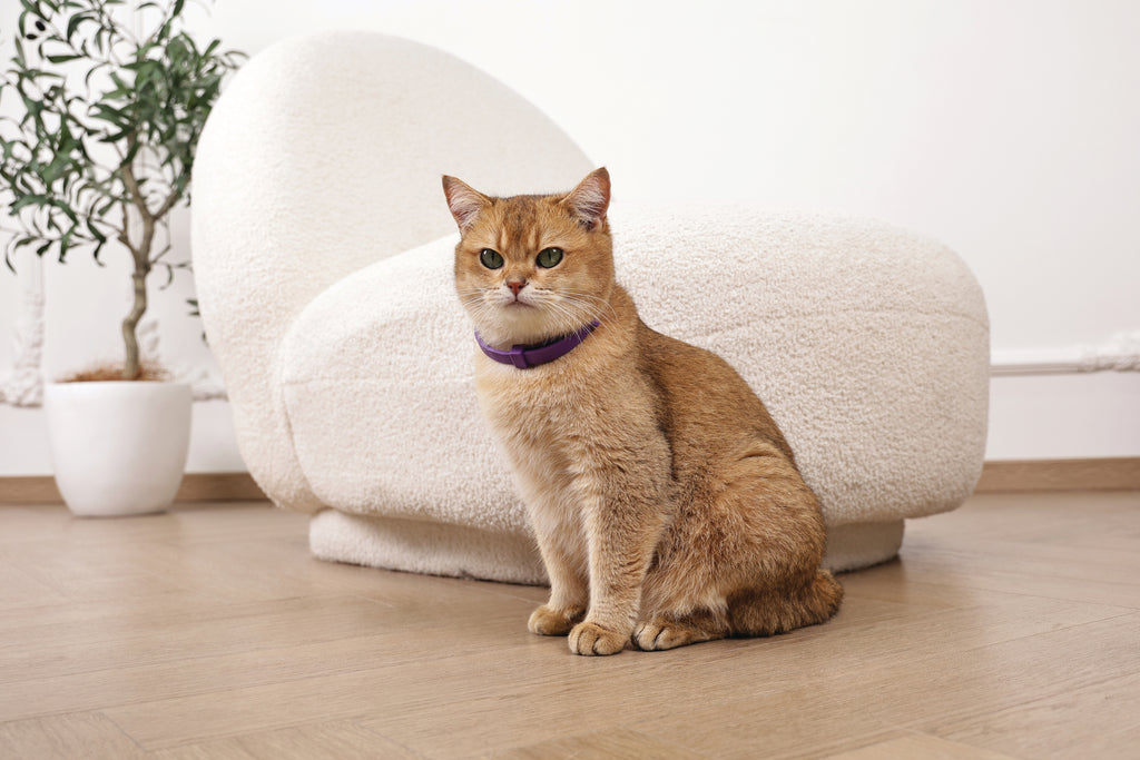 KEEP CALM - Calming pheromone collar set for cats 4 pcs