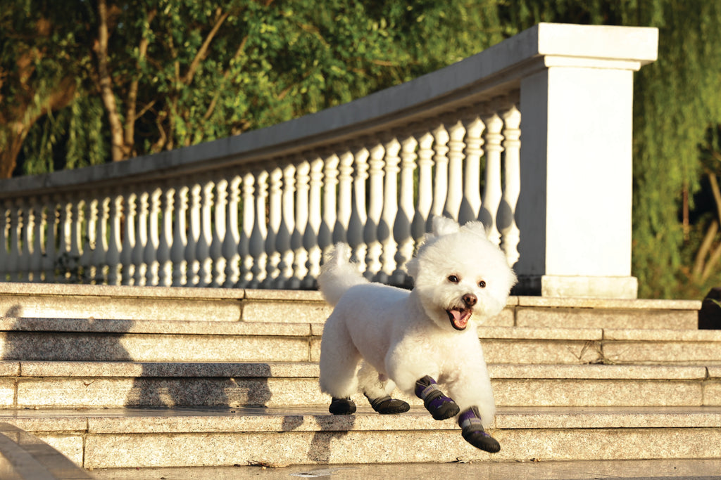 FLEXI SHOES Dog - Purple edition