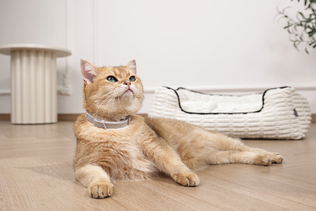 KEEP CALM - Calming pheromone collar set for cats 4 pcs