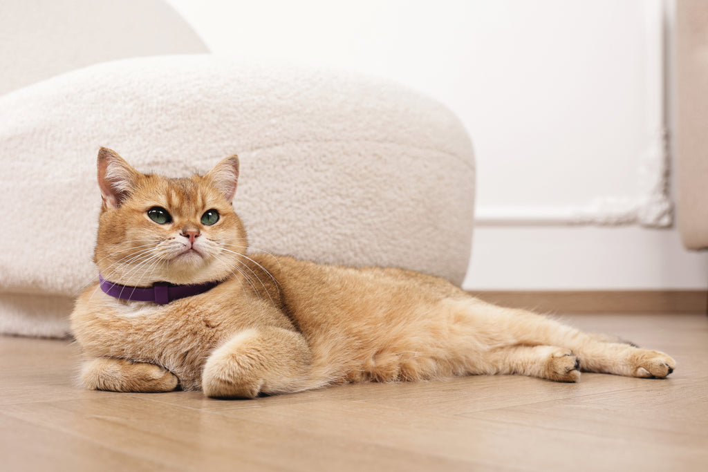 KEEP CALM - Calming pheromone collar set for cats 4 pcs