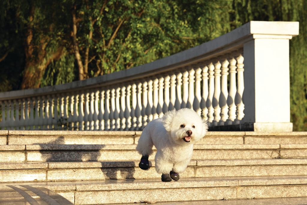 FLEXI SHOES Dog - Purple edition