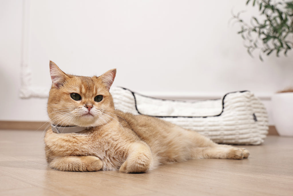 KEEP CALM - Calming pheromone collar for cats 1pc