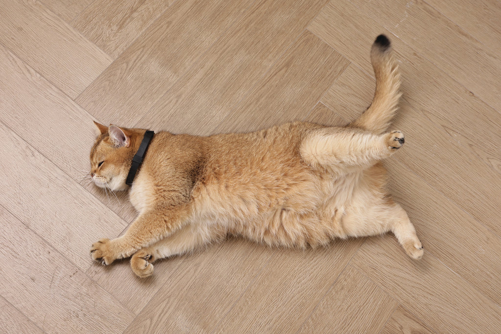 KEEP CALM - Calming pheromone collar set for cats 4 pcs