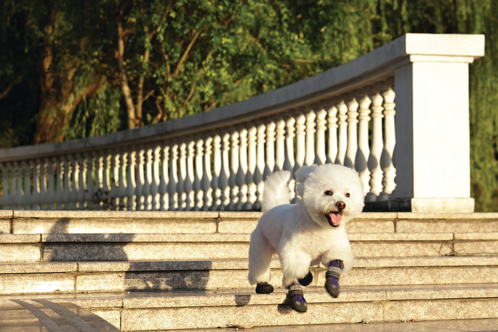 FLEXI SHOES Dog - Purple edition