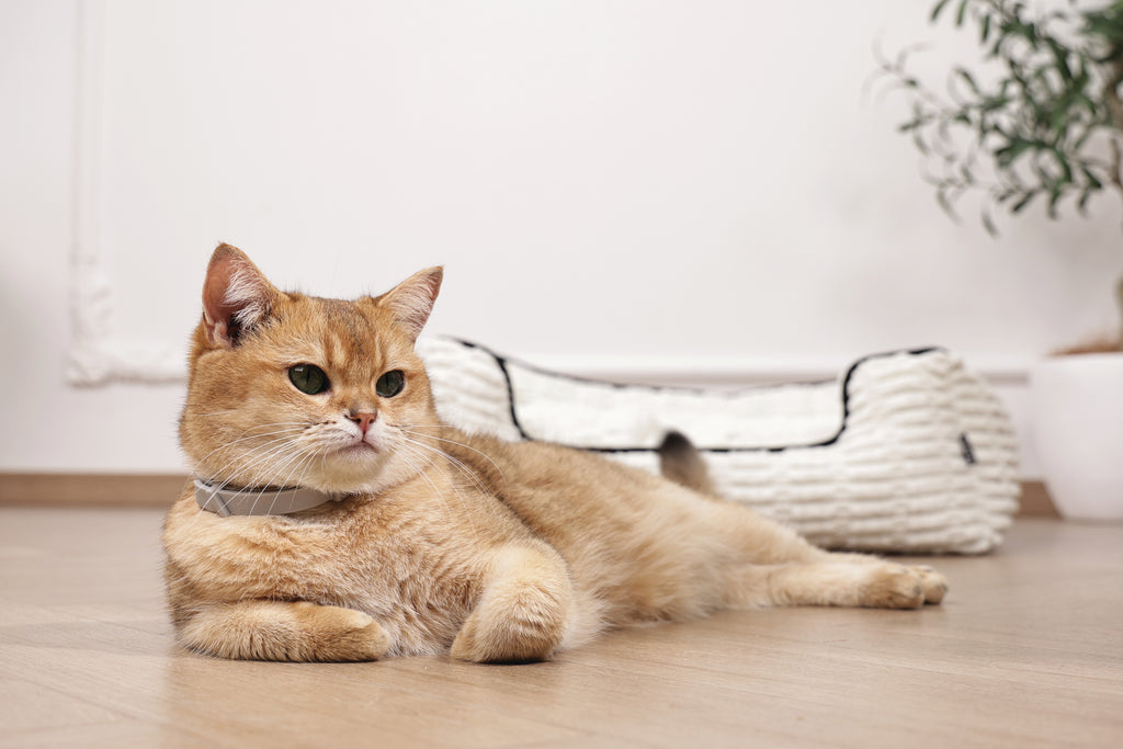 KEEP CALM - Calming pheromone collar set for cats 4 pcs