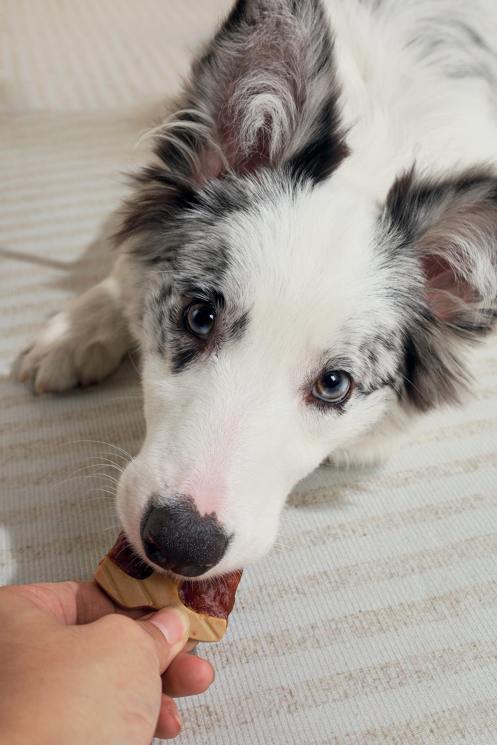 BBQ KINGS - Dog Snacks T-Bone Steak