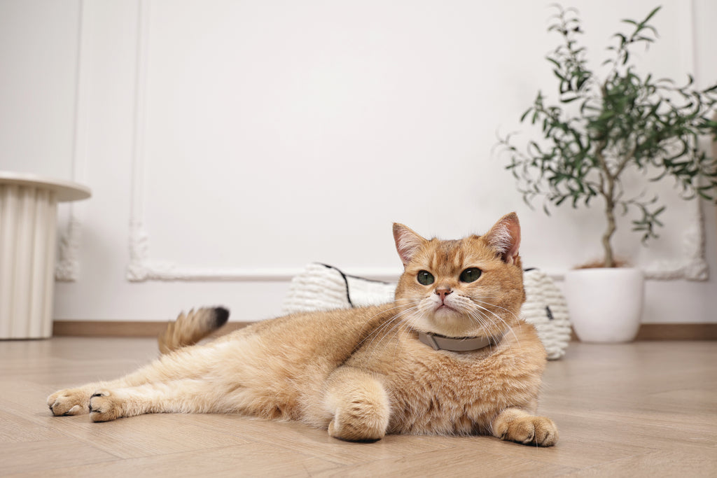 KEEP CALM - Calming pheromone collar set for cats 4 pcs