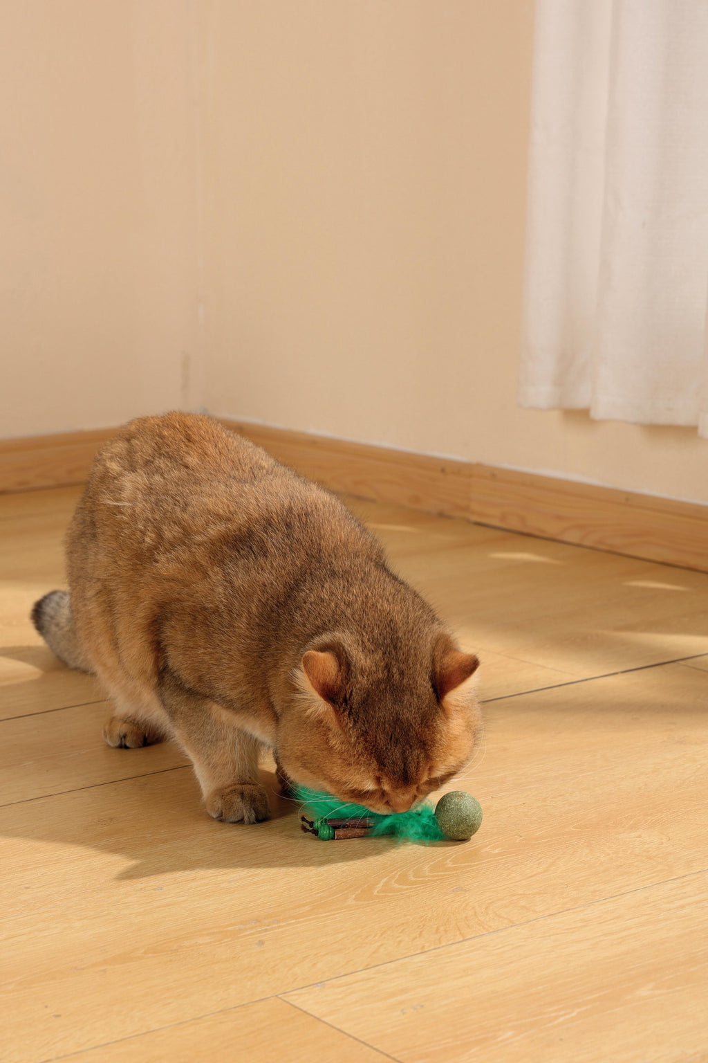 Jouet à l'herbe à chat CHARMY - BUGBEAR Vert