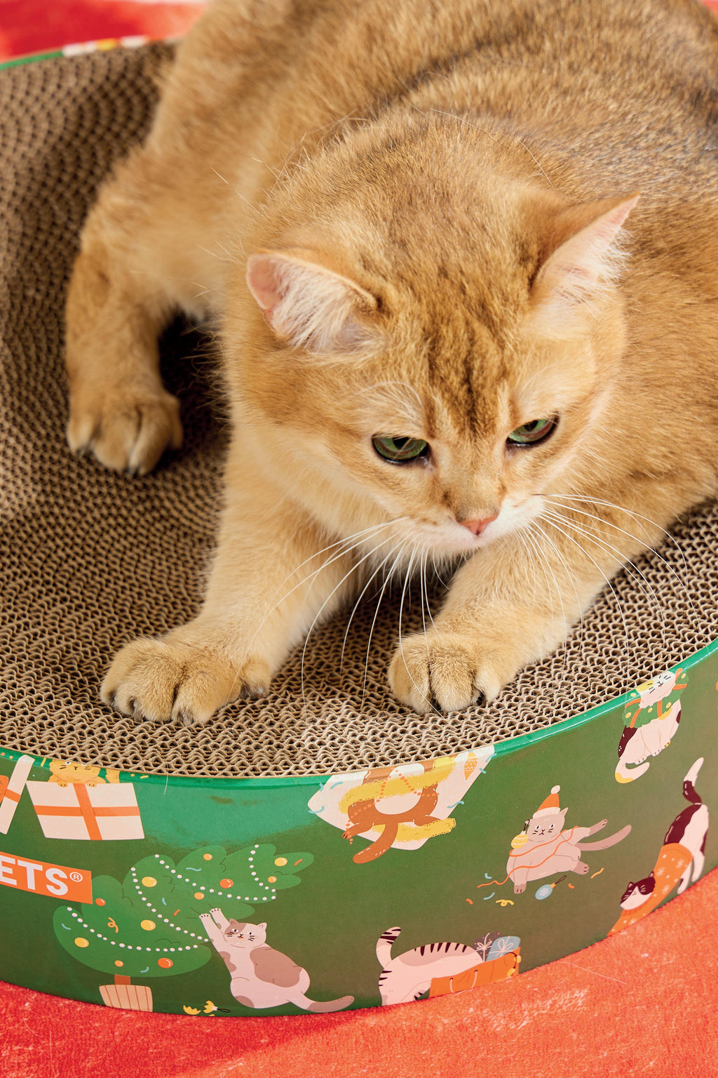 Christmas Cat Scratcher - Frosty mix