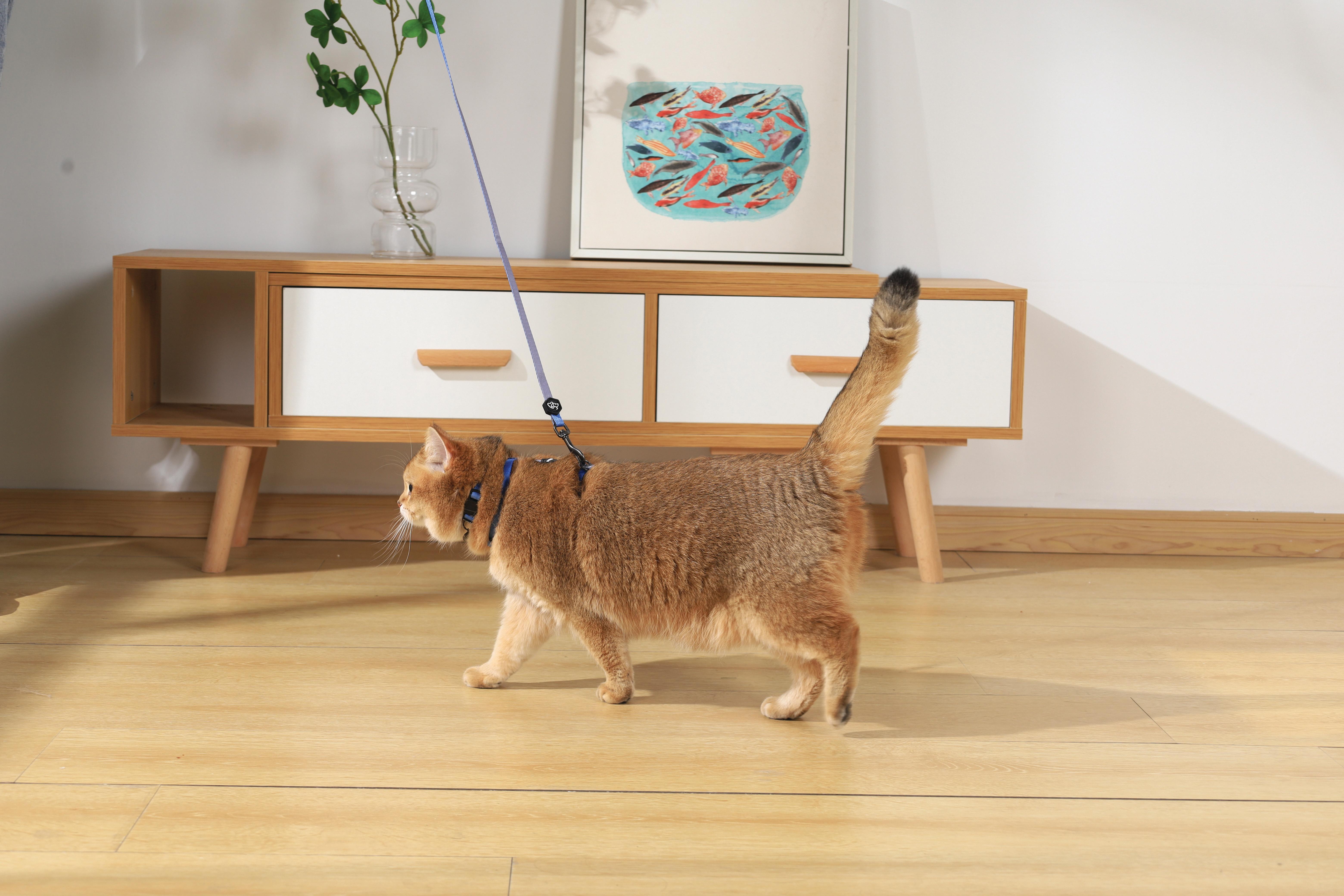 PET 5cm×5m 100cm/loop 蓝星暖菊 Mendota Traffic Leash - Large 1/2 inch – Mendota Pet