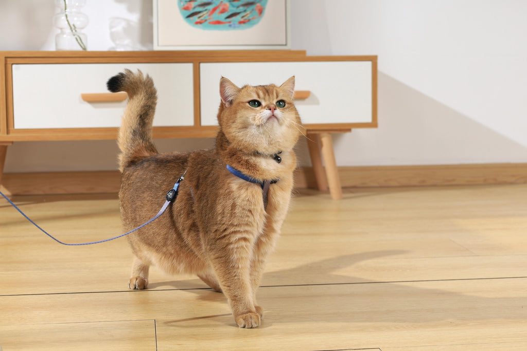 GENTLE CAT Harness Leash Set Azure Blue