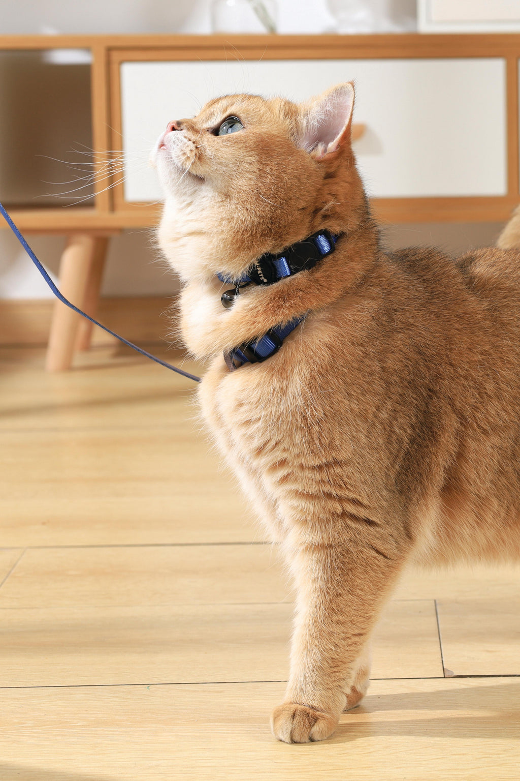 GENTLE CAT Harness Leash Set Azure Blue