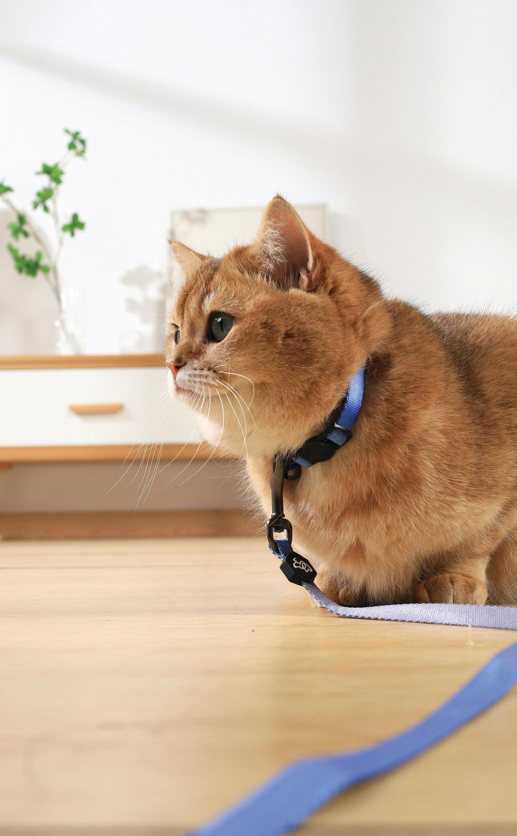 Collier GENTLE CAT Bleu Azur