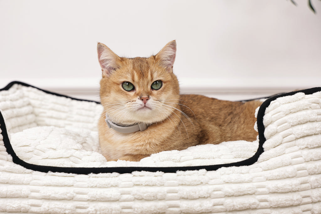 KEEP CALM - Calming pheromone collar for cats 1pc