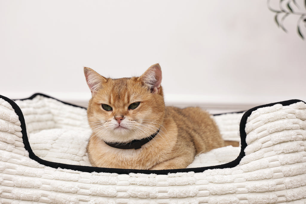 KEEP CALM - Calming pheromone collar set for cats 4 pcs