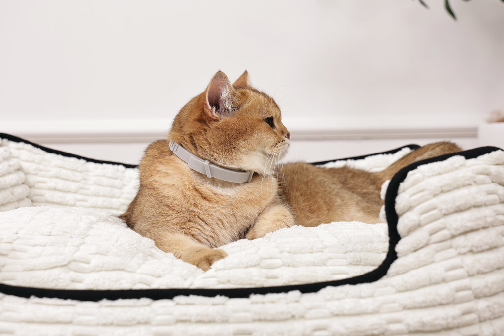 KEEP CALM - Calming pheromone collar set for cats 4 pcs