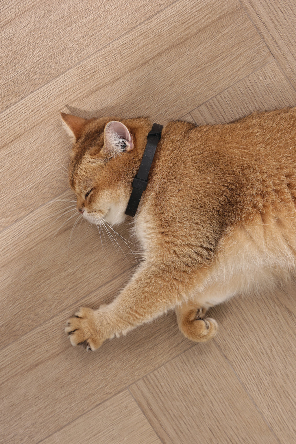 KEEP CALM - Calming pheromone collar set for cats 4 pcs