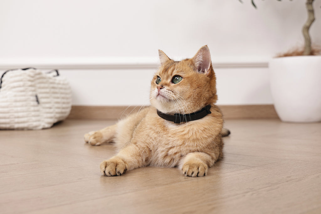 KEEP CALM - Calming pheromone collar set for cats 4 pcs