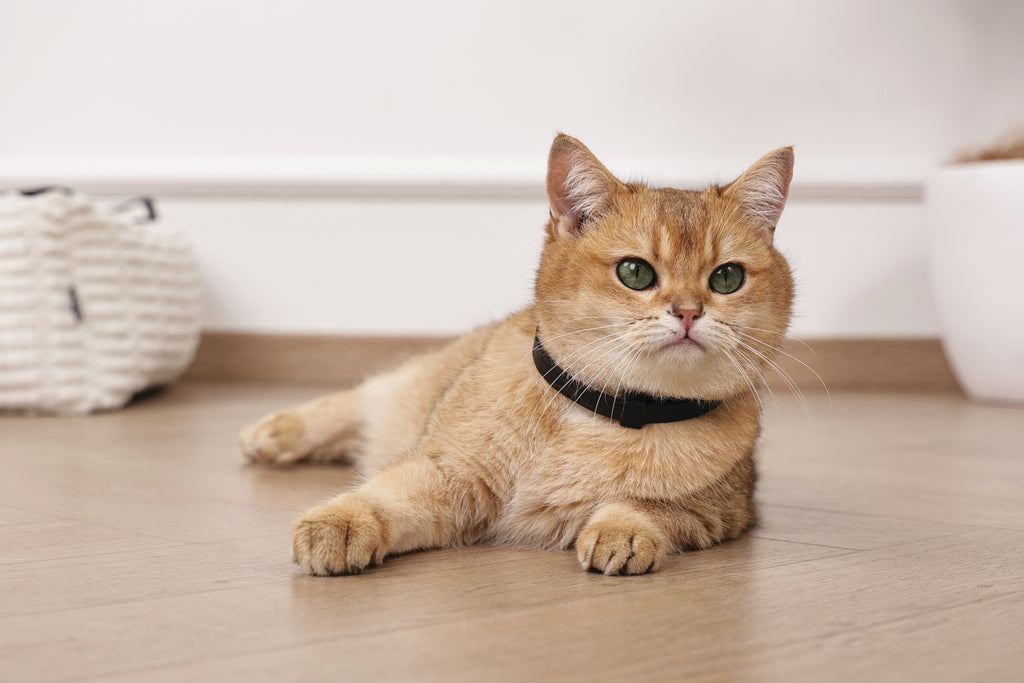 KEEP CALM - Calming pheromone collar set for cats 4 pcs