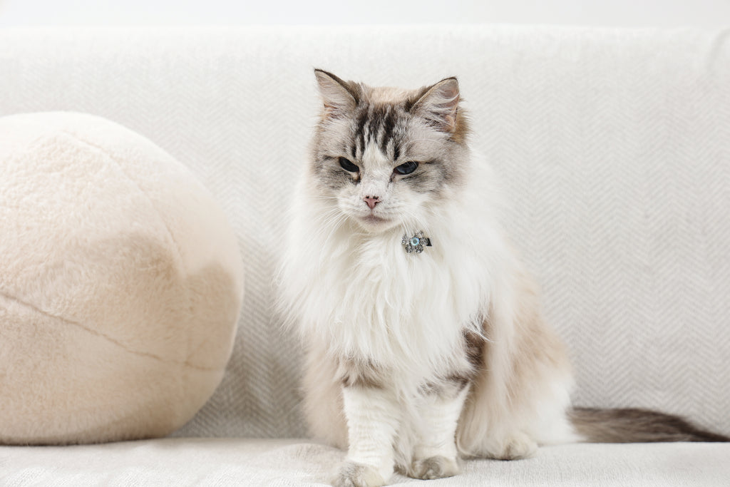 GLAM Hair Accessories for pets flower shape clip - Pink & White