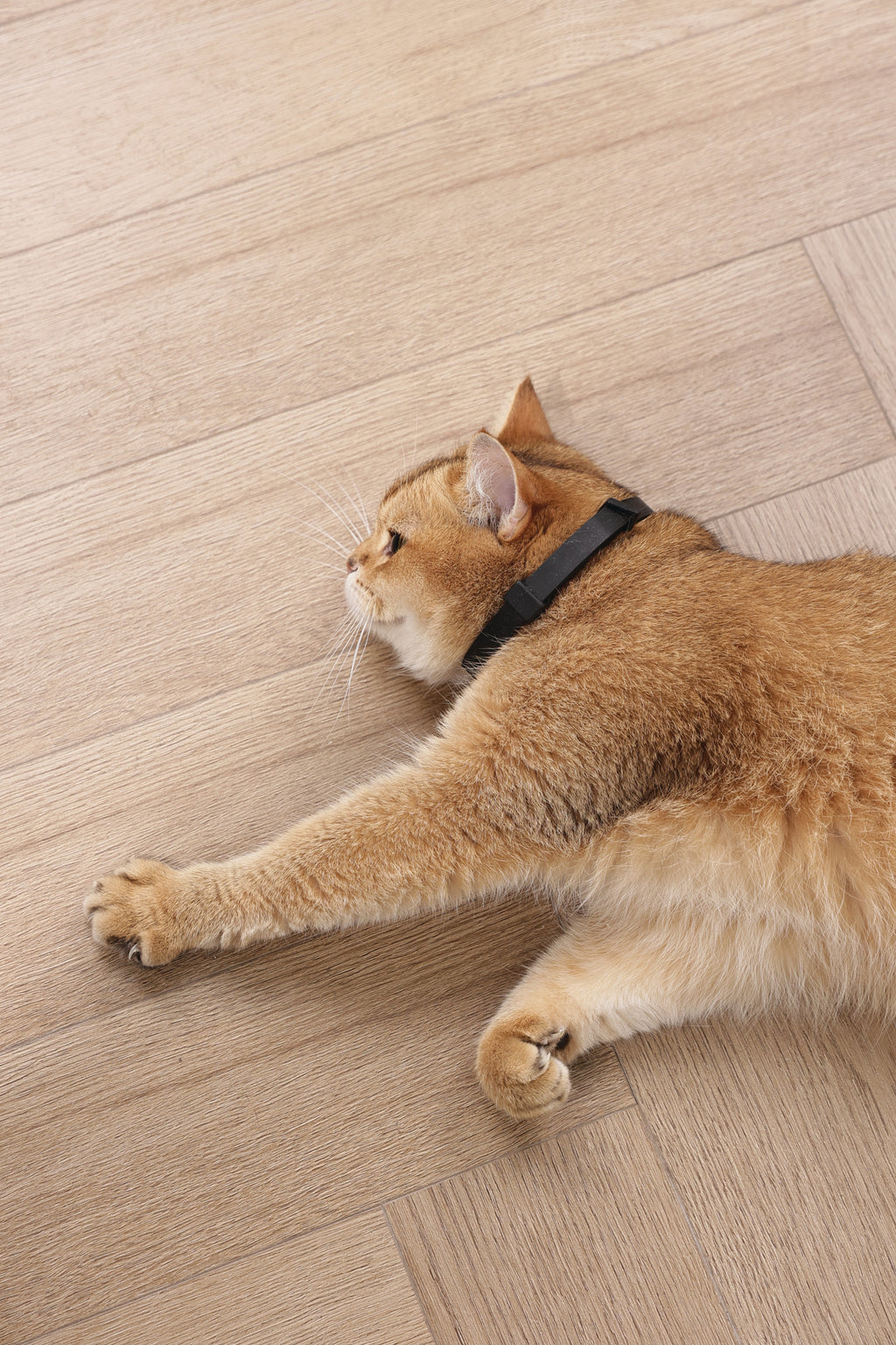 KEEP CALM - Calming pheromone collar set for cats 4 pcs