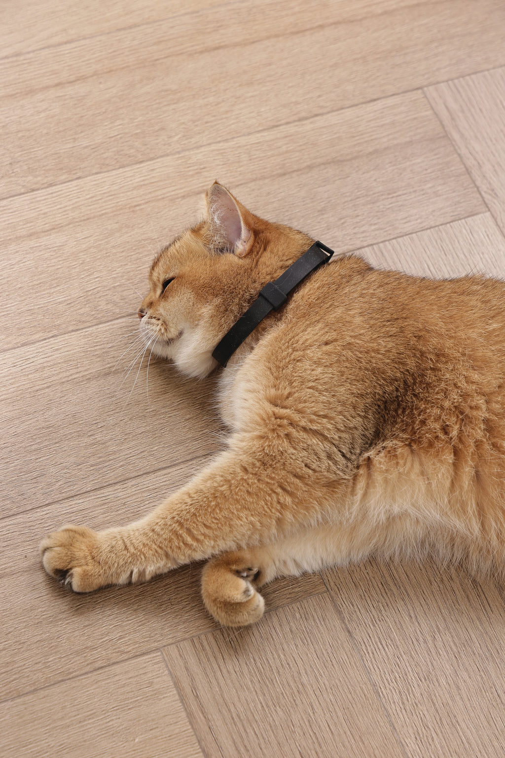 KEEP CALM - Calming pheromone collar set for cats 4 pcs