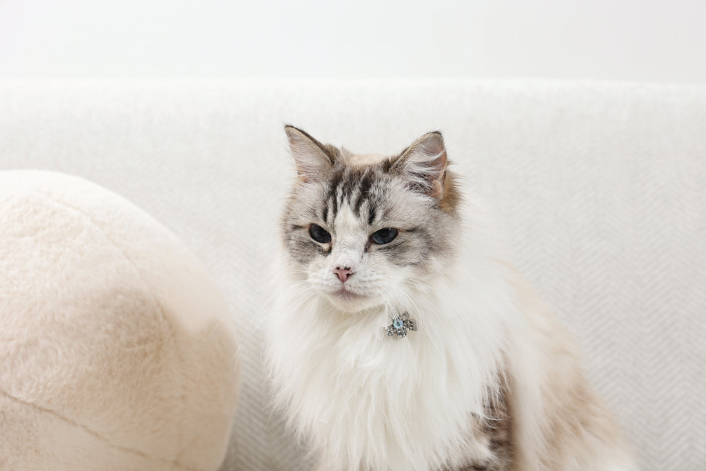 GLAM Hair Accessories for pets flower shape clip - Pink & White