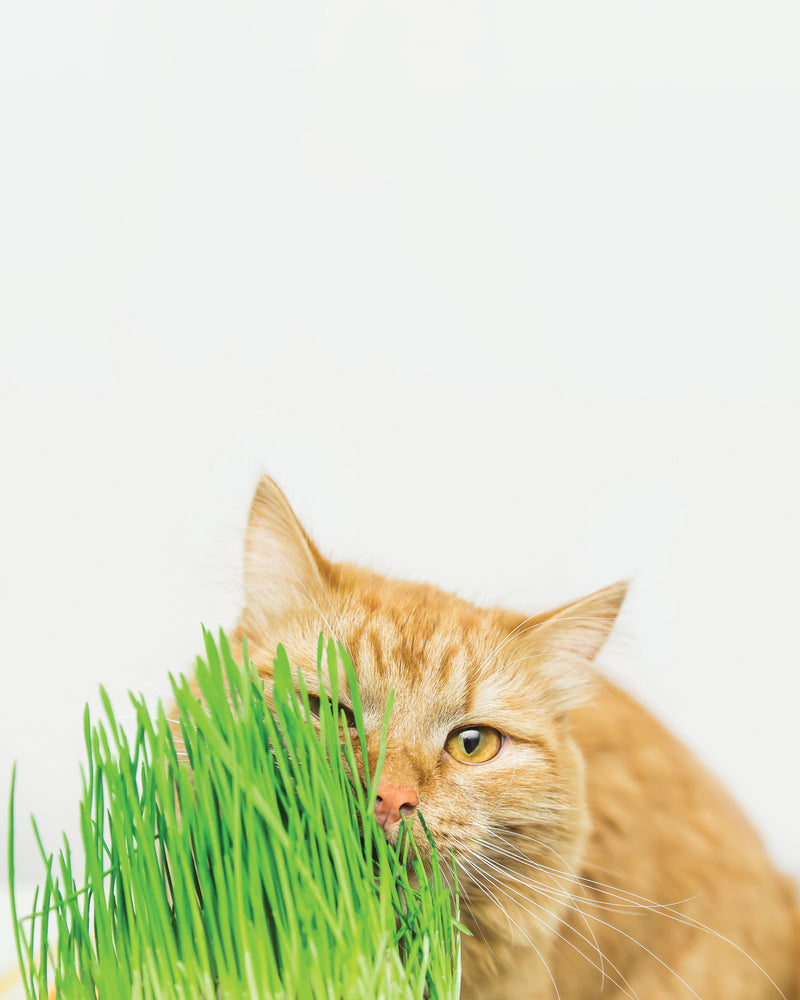 Faire pousser de l'herbe à chat