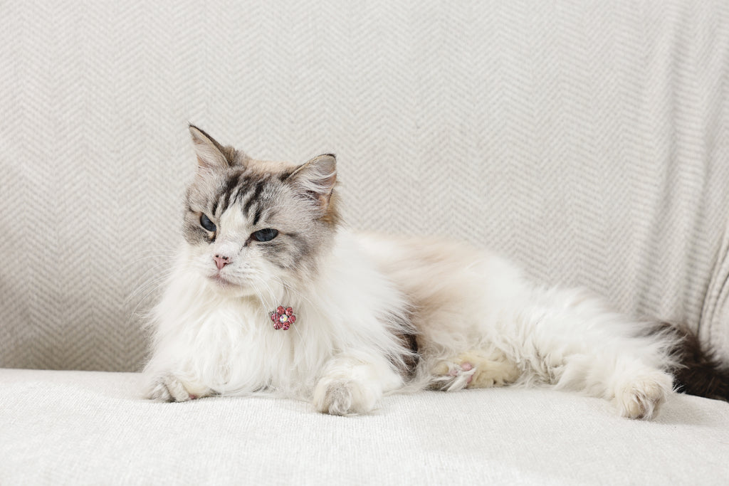 GLAM Hair Accessories for pets flower shape clip - Pink & White