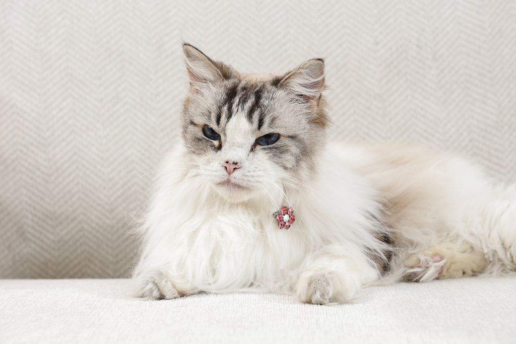 GLAM Hair Accessories for pets flower shape clip - Pink & White