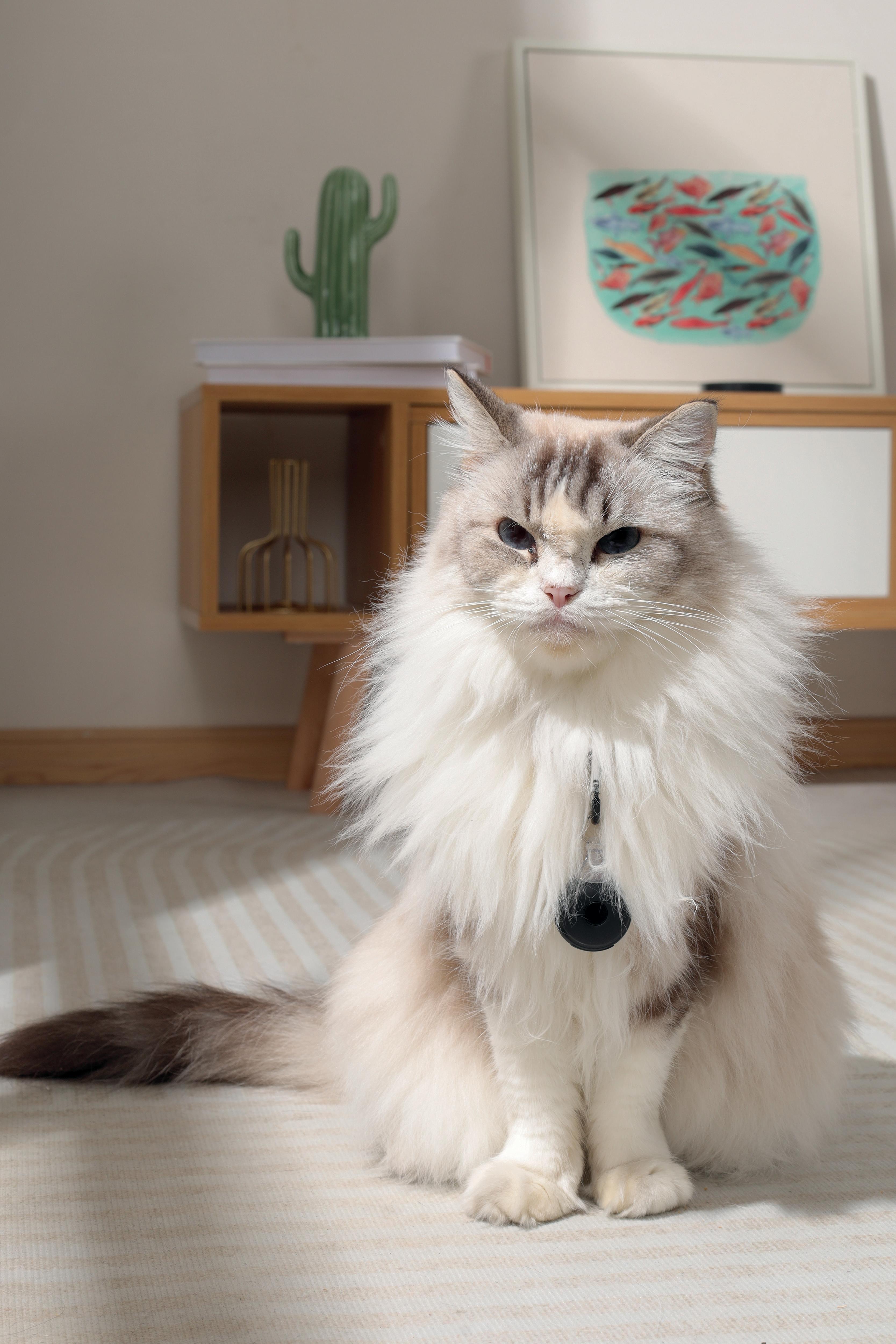 Fearless Ultrasonic flea and Tick Repeller-Black – M-PETS