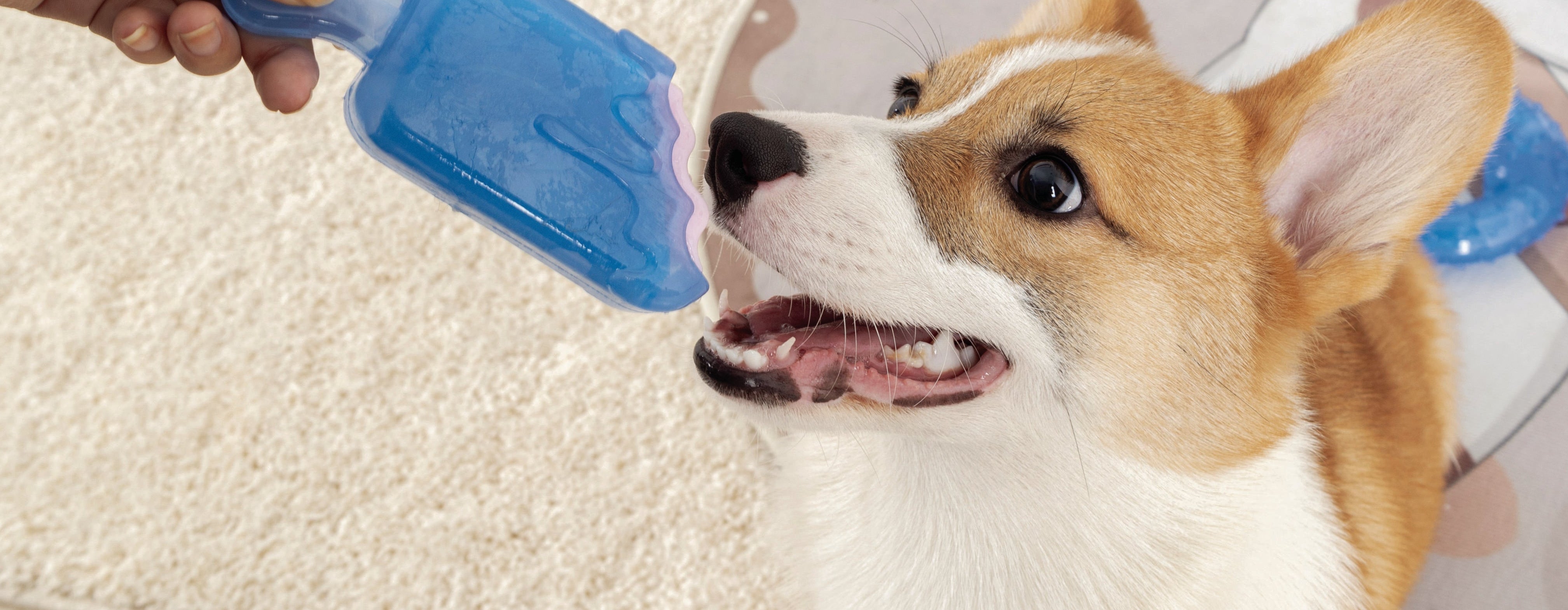 Ways to keep your pet cool and refreshed during these hot summer