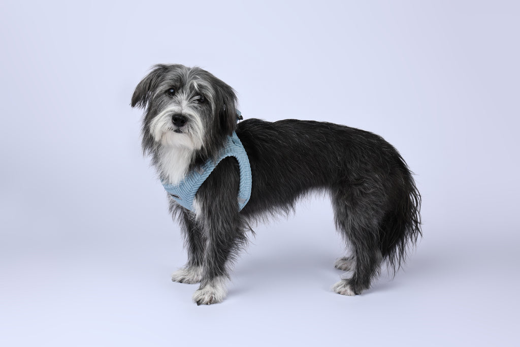 VELVET Dog harness Dusty Blue