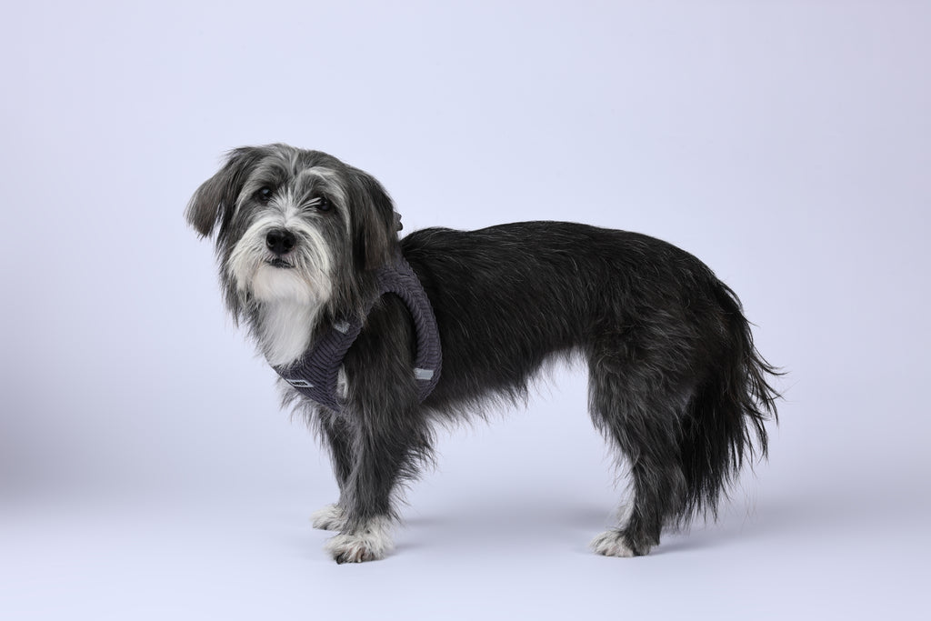VELVET Dog harness Misty Grey