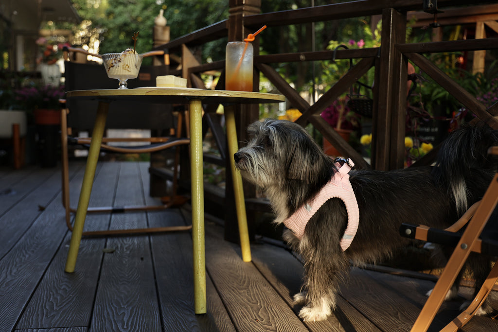 VELVET Dog harness Petal Pink